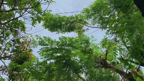 Trembesi trees in cloudy weather Stockbeeldmateriaal 232286559