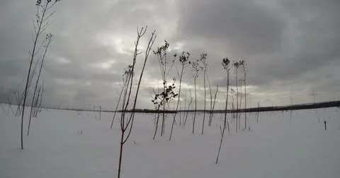 Trembles dry stalks of grass in the wind in a snowy field in winter in the cold Stock Footage 46718908