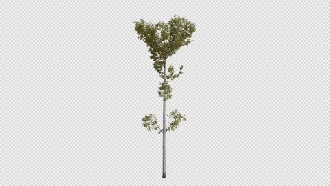 Trembling Aspen Tree blowing in the wind. Alpha Channel. Loop Animation Stock Footage 278929105