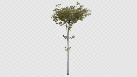 Trembling Aspen Tree blowing in the wind. Alpha Channel. Loop Animation Stock Footage 278929190