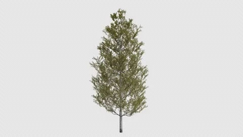 Trembling Aspen Tree blowing in the wind. Alpha Channel. Loop Animation Stock Footage 278929504
