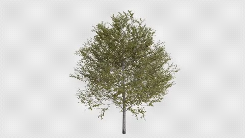 Trembling Aspen Tree blowing in the wind. Alpha Channel. Loop Animation Stock Footage 278929591