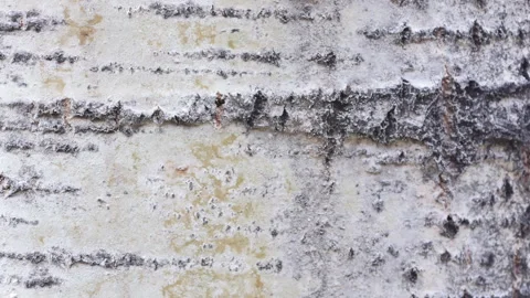 Trembling aspen tree trunk bark Stock-Footage 152834291
