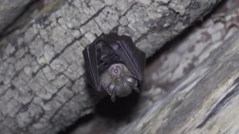 A trembling bat hangs Stock Footage 146793965