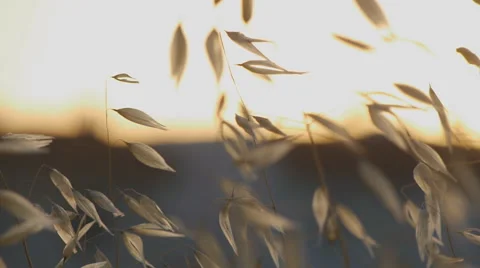 Trembling ears of dry grass Stock Footage 58605909
