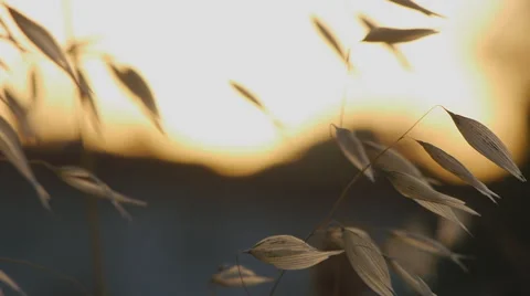 Trembling ears of dry grass 스톡 동영상 58606418