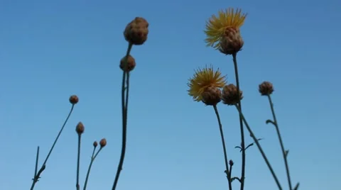 Trembling flowers 動画素材 52511130