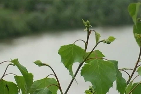 Trembling Leaves Stock Footage 5700027