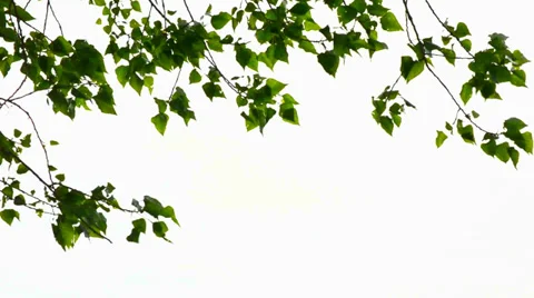 Trembling poplar Stock Footage 38598407