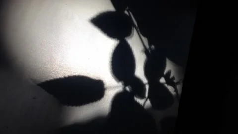 A trembling shadow of a plant on a white table Stock Footage 151417112