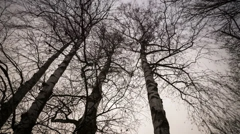 Trembling Tree Branches Time Lapse Stock Footage 40305012