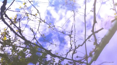 The trembling of the water with the reflection of the vines. Stock Footage 244176721