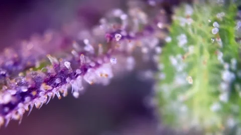 Tremendous Cannabis trichomes developing active cannabinoids under microscope. Stock Footage 344494321