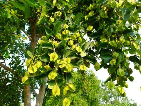 Treminalia arjuna,arjun Stock Photos