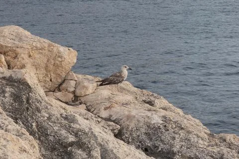 Tremiti Stock Photos