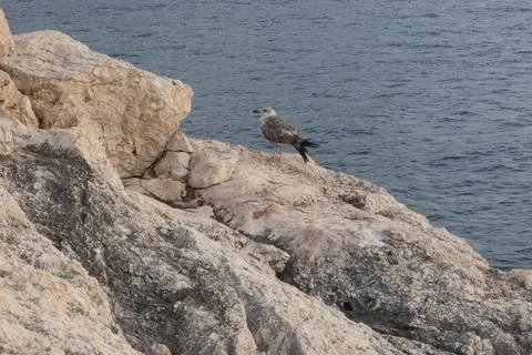 Tremiti Stock Photos