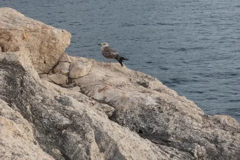 Tremiti Stock Photos