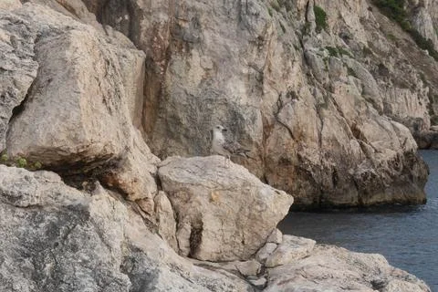 Tremiti Stock Photos