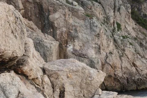 Tremiti Stock Photos