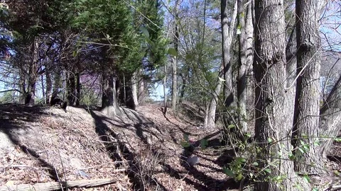 Trench surrounded by trees with a cat on the side 스톡 동영상 90485192