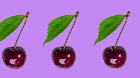 Trendy berry fruit animation of moving red cherries with a leaf on a purple Stock Footage 248961610