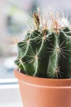 Trendy cactus on the window sill close up Stock Photos