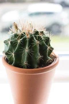 Trendy cactus on the window sill close up Stock Photos