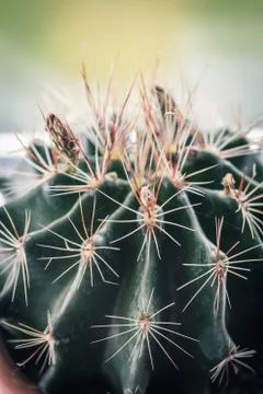 Trendy cactus on the window sill close up Stock Photos