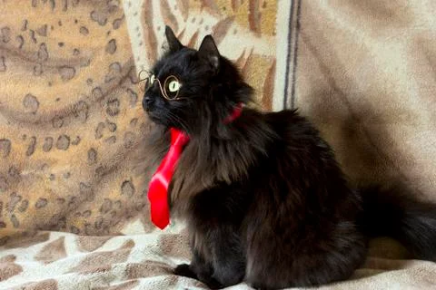 Trendy cat Stock Photos