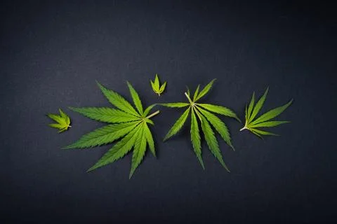 Trendy pattern leaves of marijuana, hemp on black background Cannabis background Stock Photos