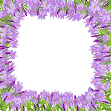 Trendy square vector frame with spring crocuses with violet and pink colors Stock Illustration
