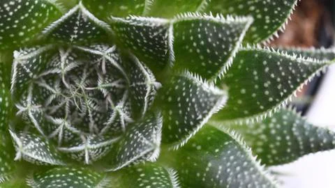 Trendy succulent background Stock Photos