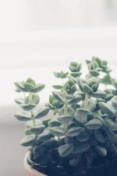 Trendy succulent plant close up or macro shot Stock Photos