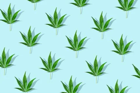 Trendy sunlight CBD pattern with green leaf cannabis on a light blue background Stock Photos