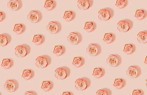 Trendy sunlight summer pattern made with pink roses. Foto stock