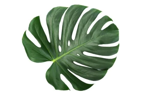 Trendy tropical leaf Stock Photos