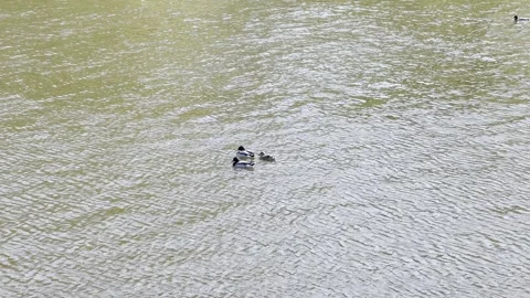 Trent River Stock Footage 306018565