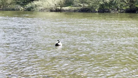 Trent River Stock Footage 306018569