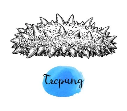 Trepang ink sketch. Stock Illustration