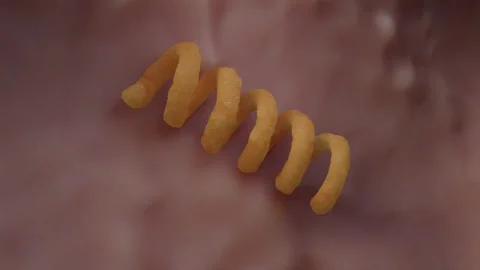 Treponema pallidum bacteria 库存影片 246868699