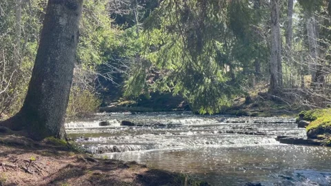 Treppoja cascade in the middle of an Estonian forest during a sunny spring day Stock Footage 153841612