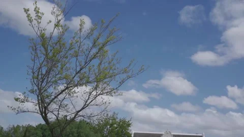 Tress blowing in wind Stock Footage 169225706