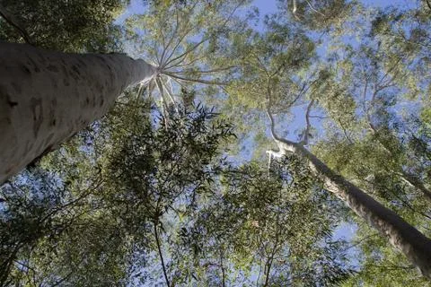 Tress at the forest Stock Photos