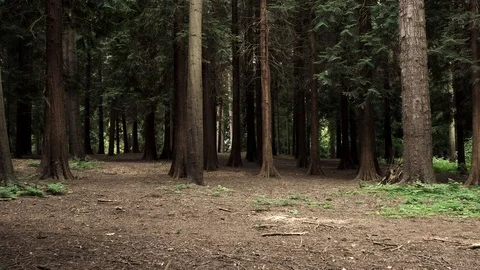 Tress standing in the forest in silence Stock Footage 120732877