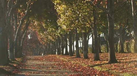 Tress surrounding a pathway HD 스톡 동영상 12565775