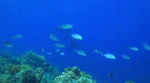 Trevallies and Snapper Stock Footage 51570116