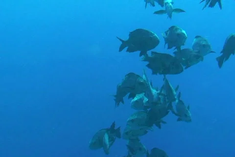 Trevallies Stock Footage 670933