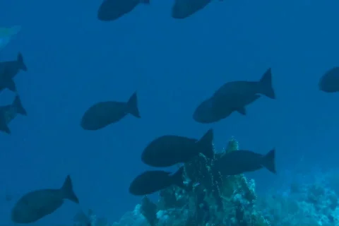 Trevallies Stock Footage 671272