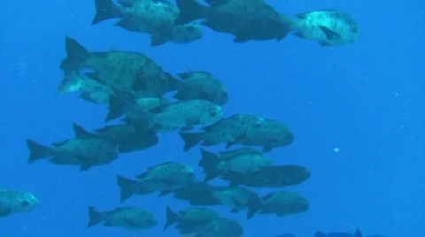 Trevallies Stock Footage 682644