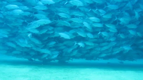 Trevally Bait Ball Stock Footage 24253676